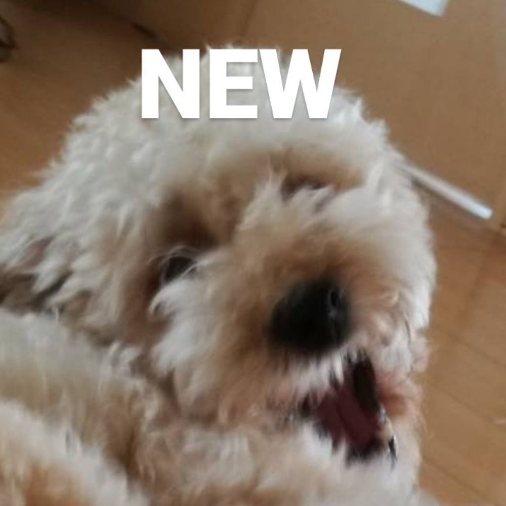 はしご