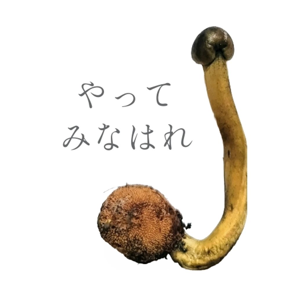 めたこるじぃ