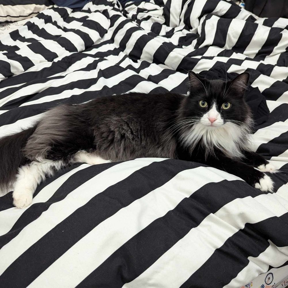 13 le chat