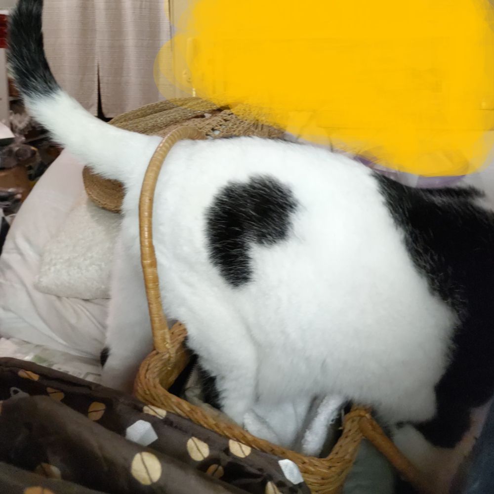 にゃおりん