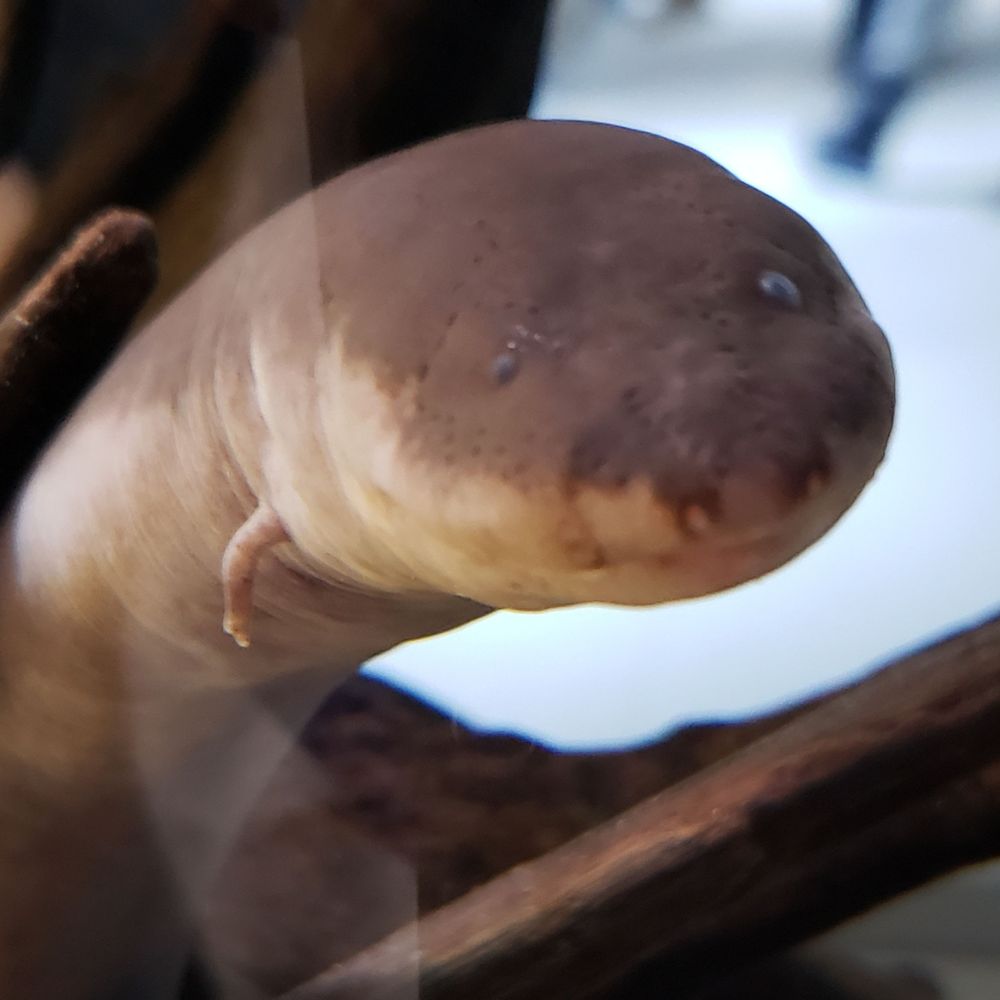 オザキ