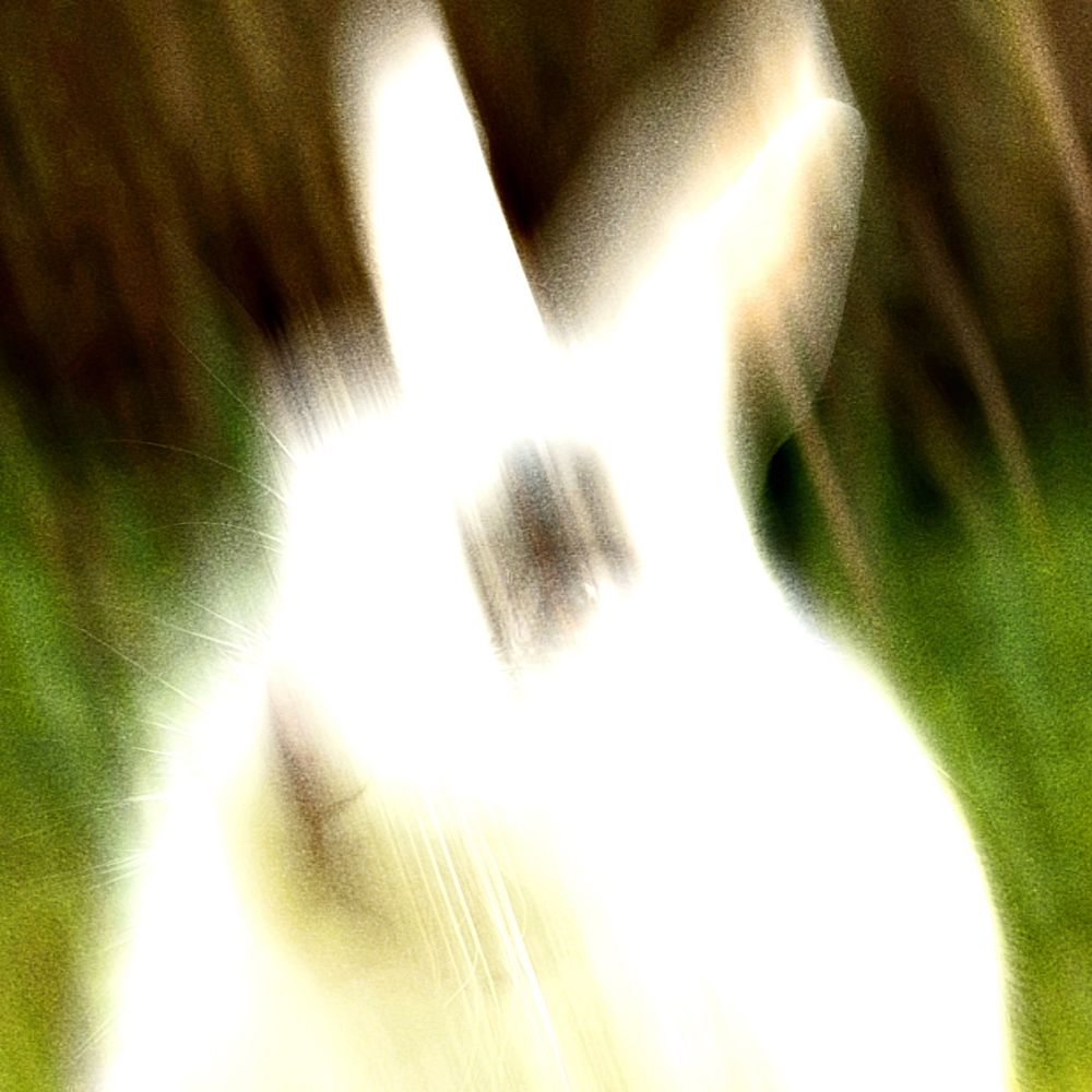Sgt. Hare Apollo