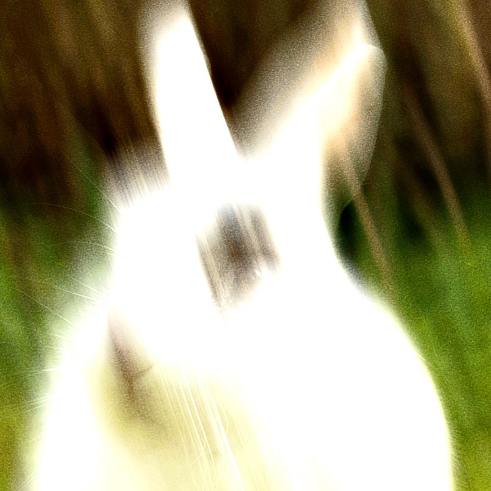 Sgt. Hare Apollo