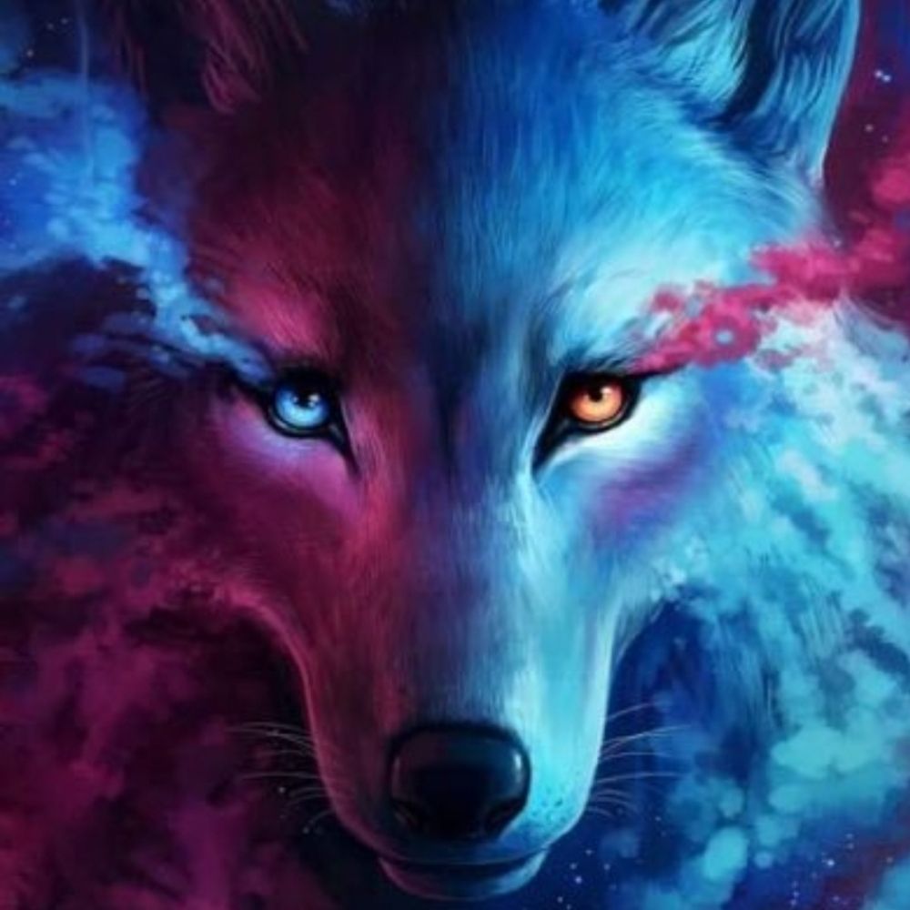 Old wolf