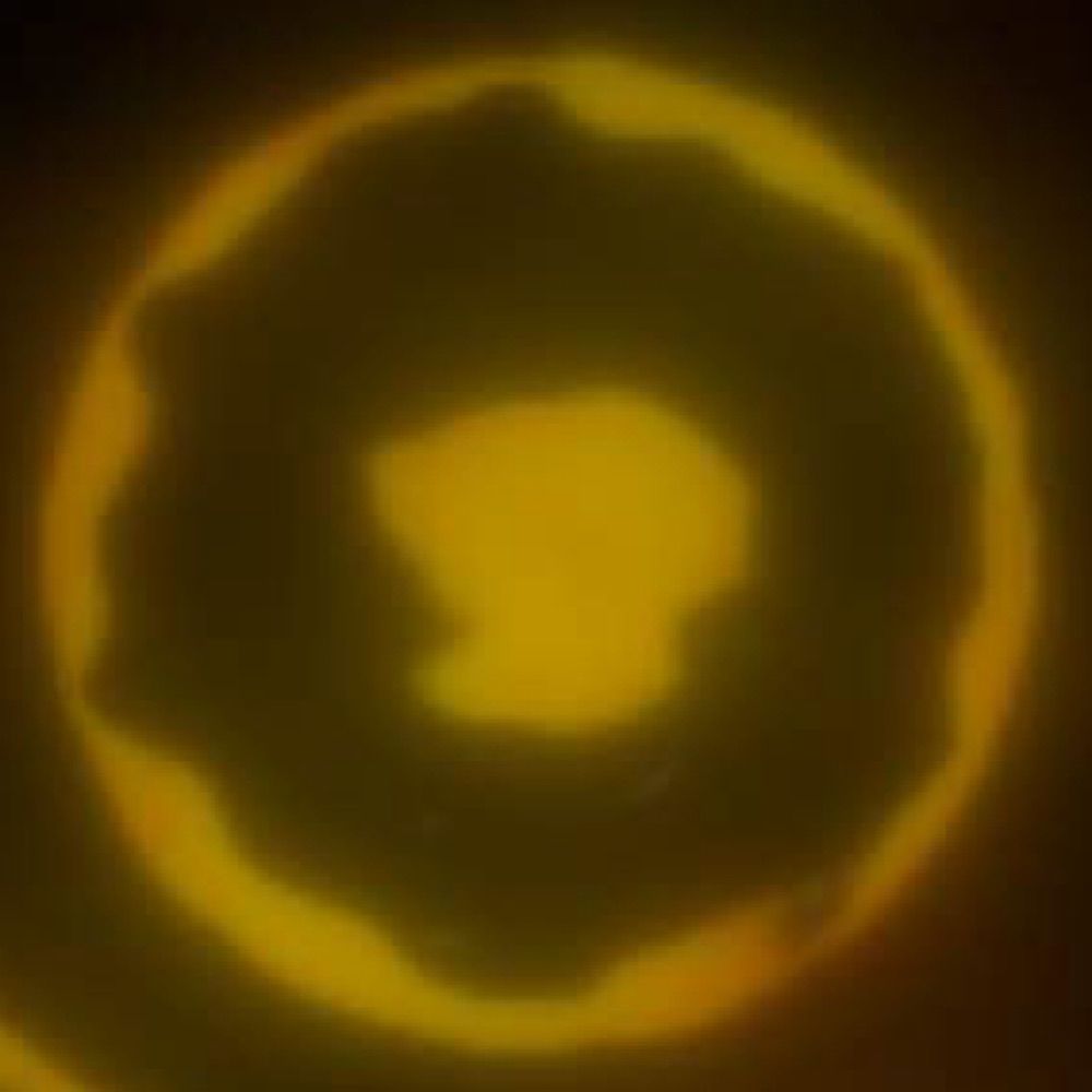 Fish λ