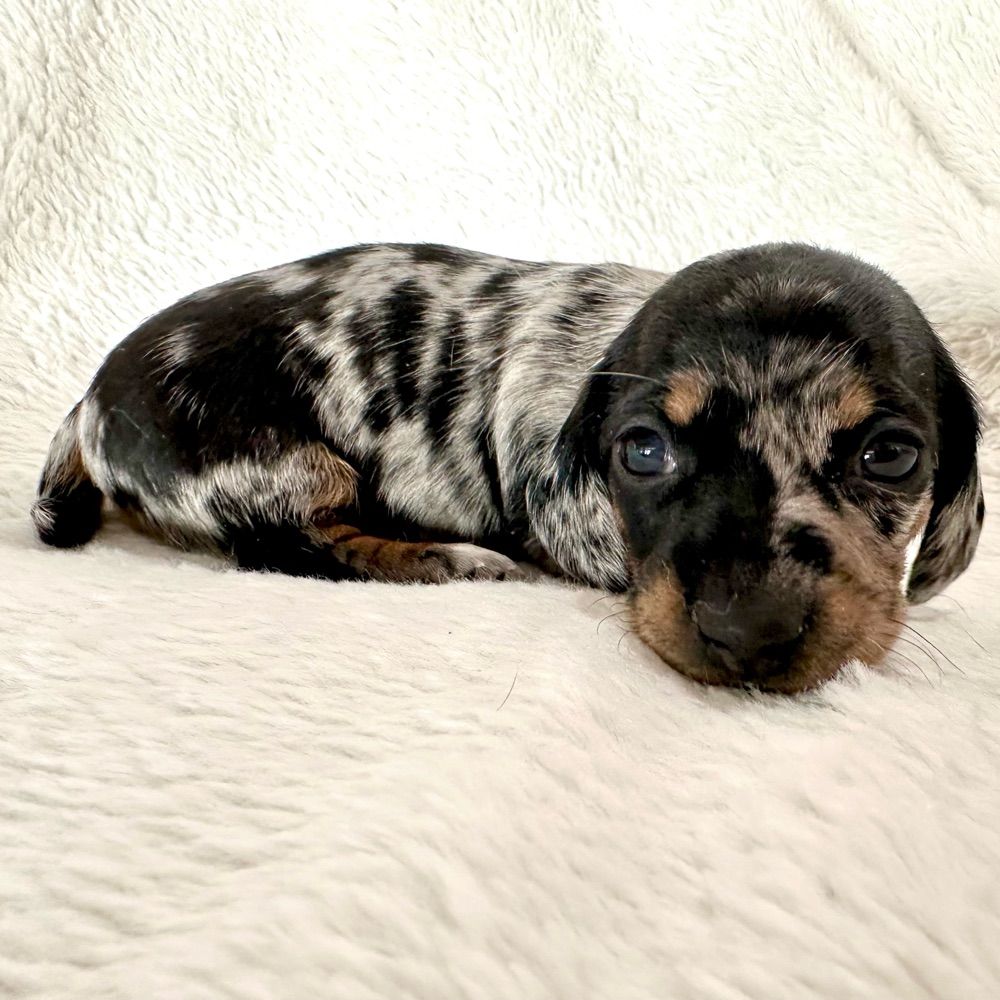 Grayson’s Lovable Dachshunds