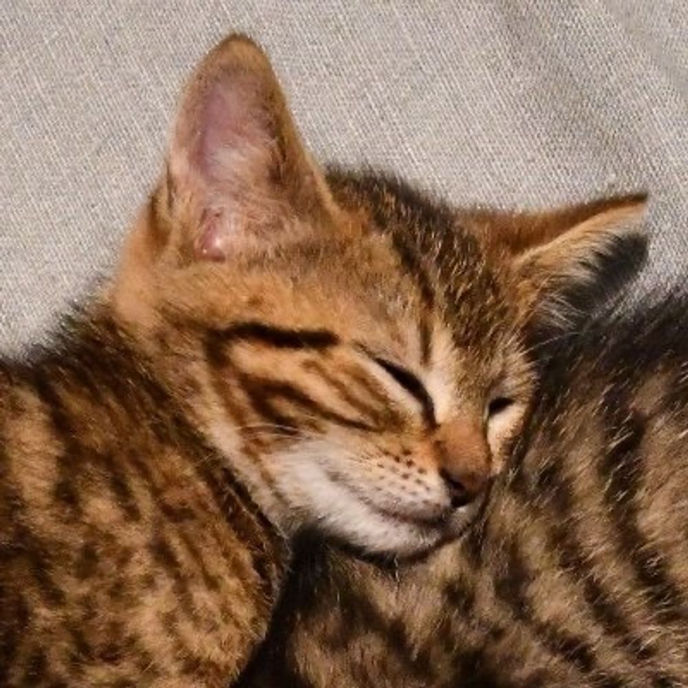 こてこん