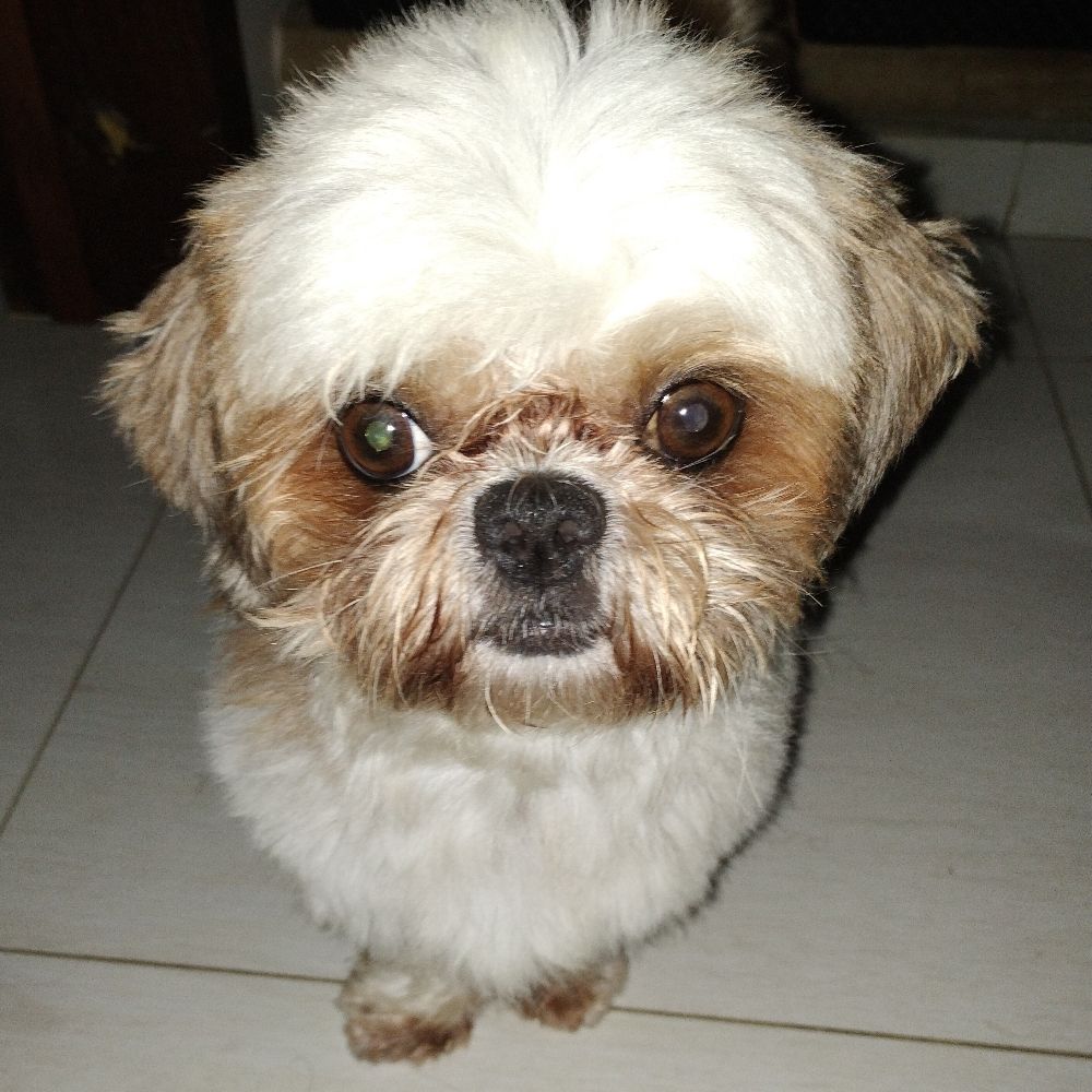 lele do mal seu cu no meu pau