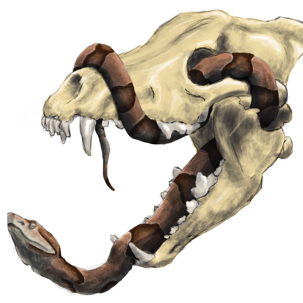 JackalSkull