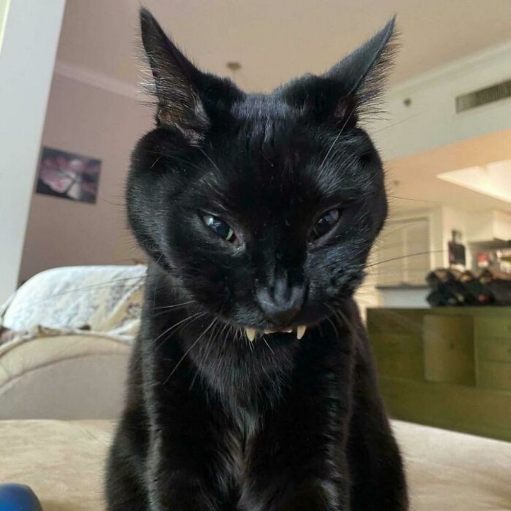 vamp🦇