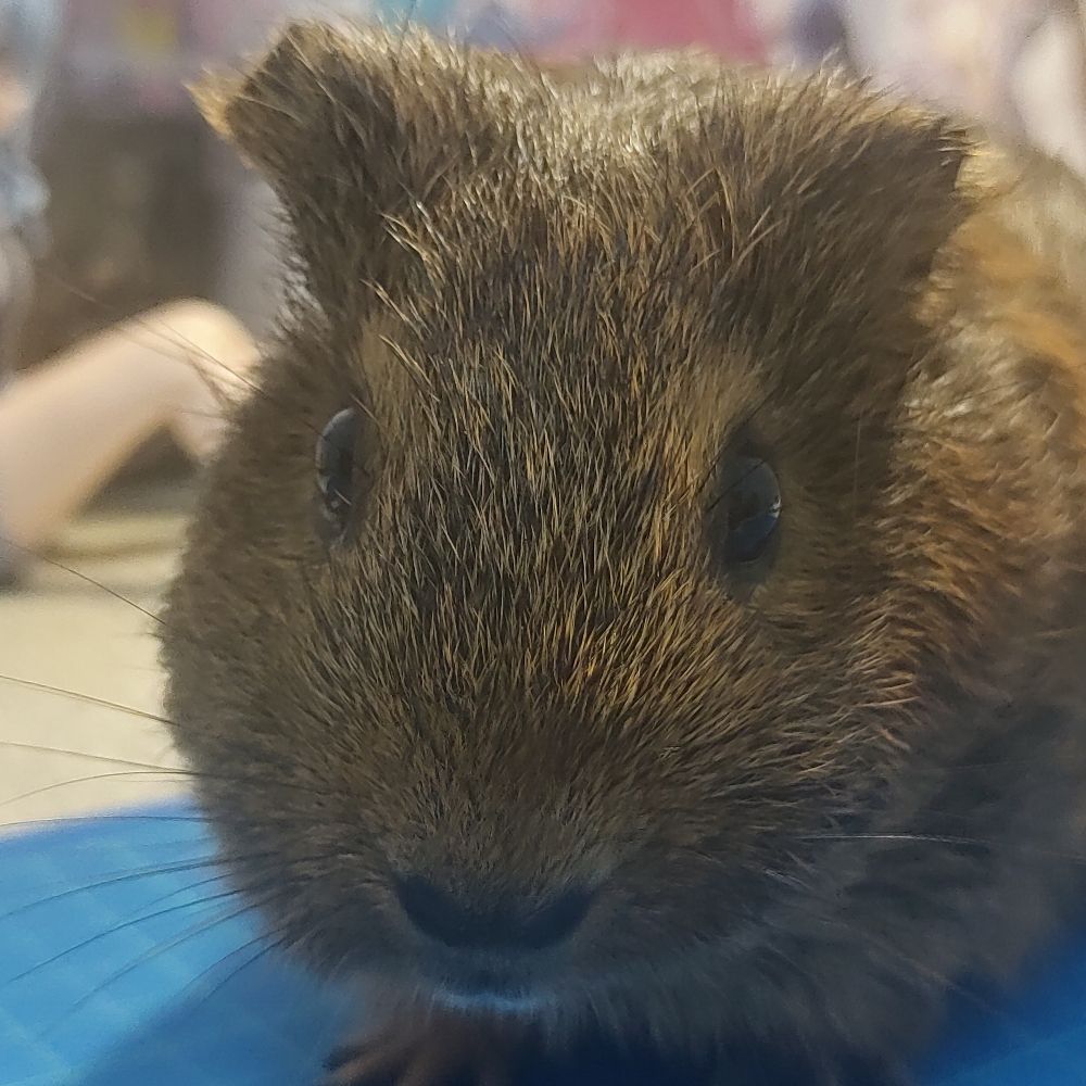 狂亂獼猴
