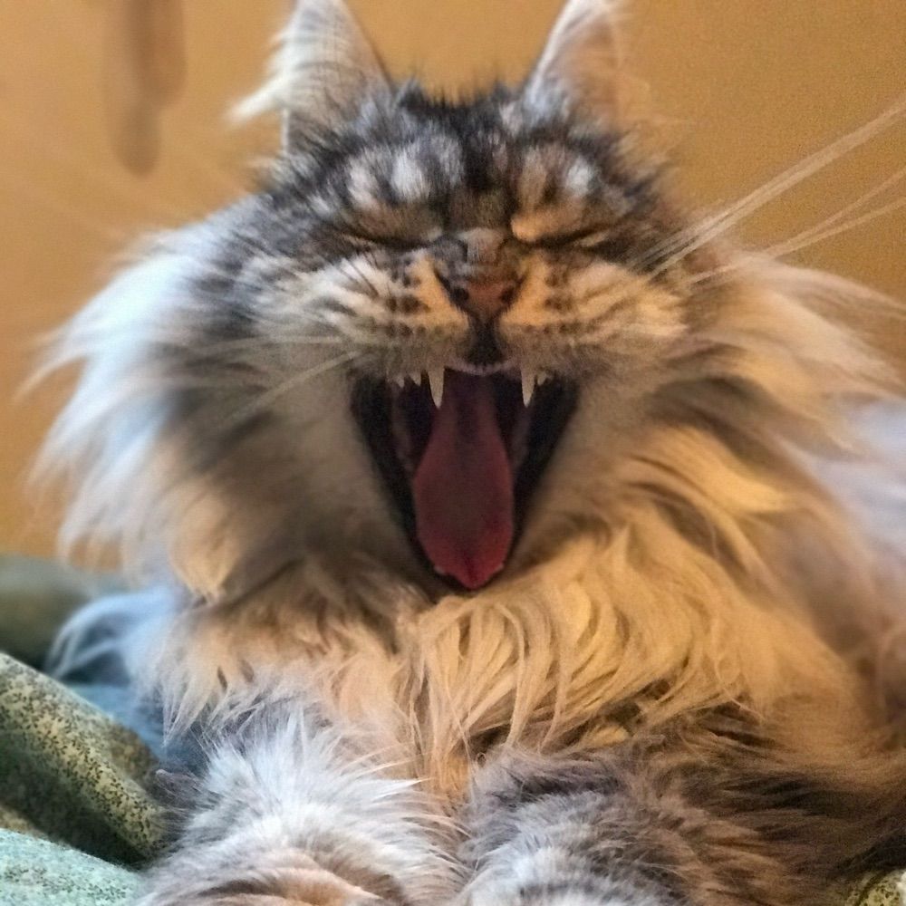 Ernie the Cat