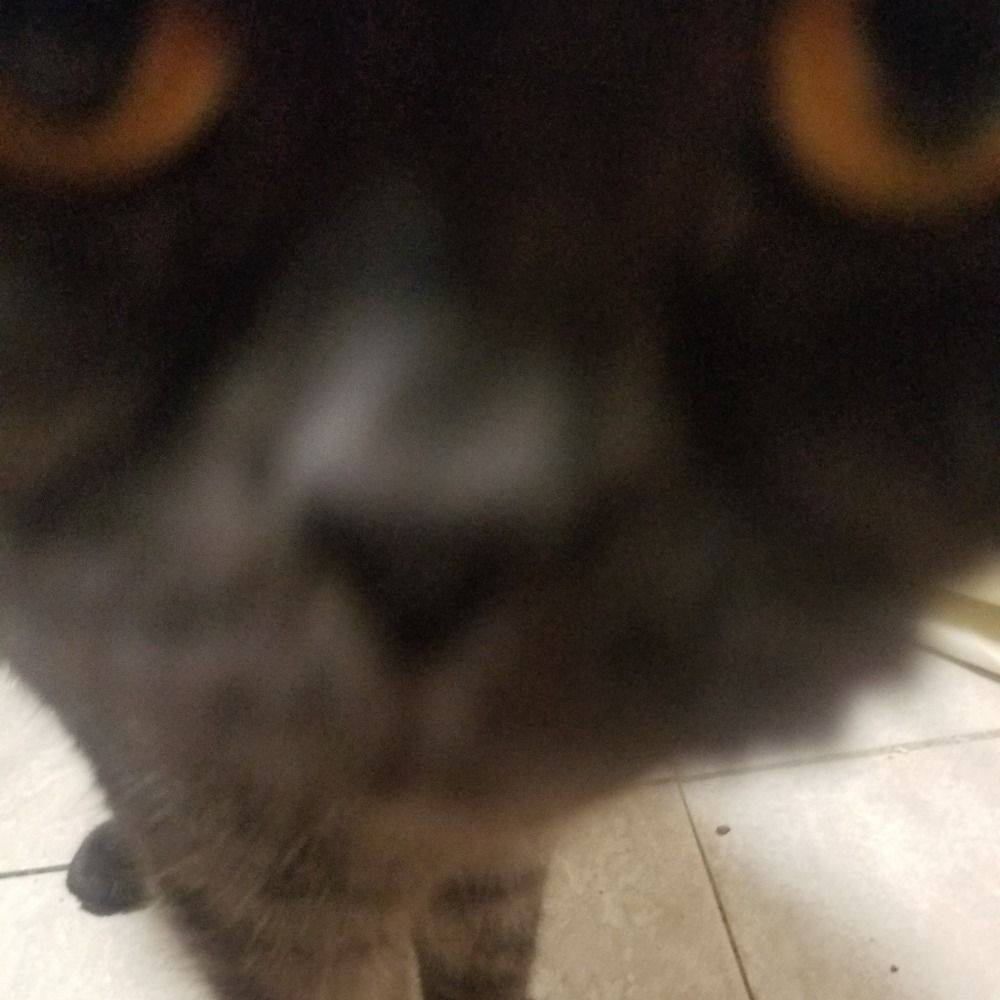 Nikita