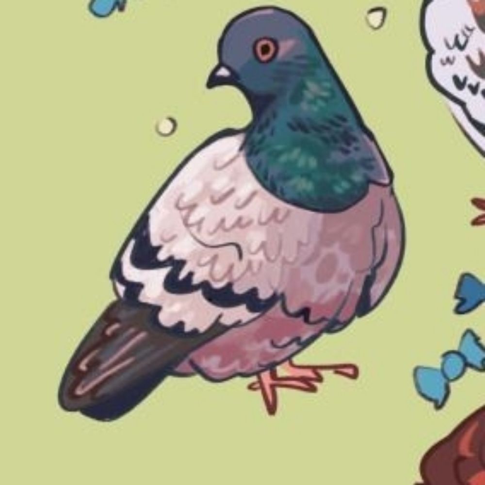 Pigeon