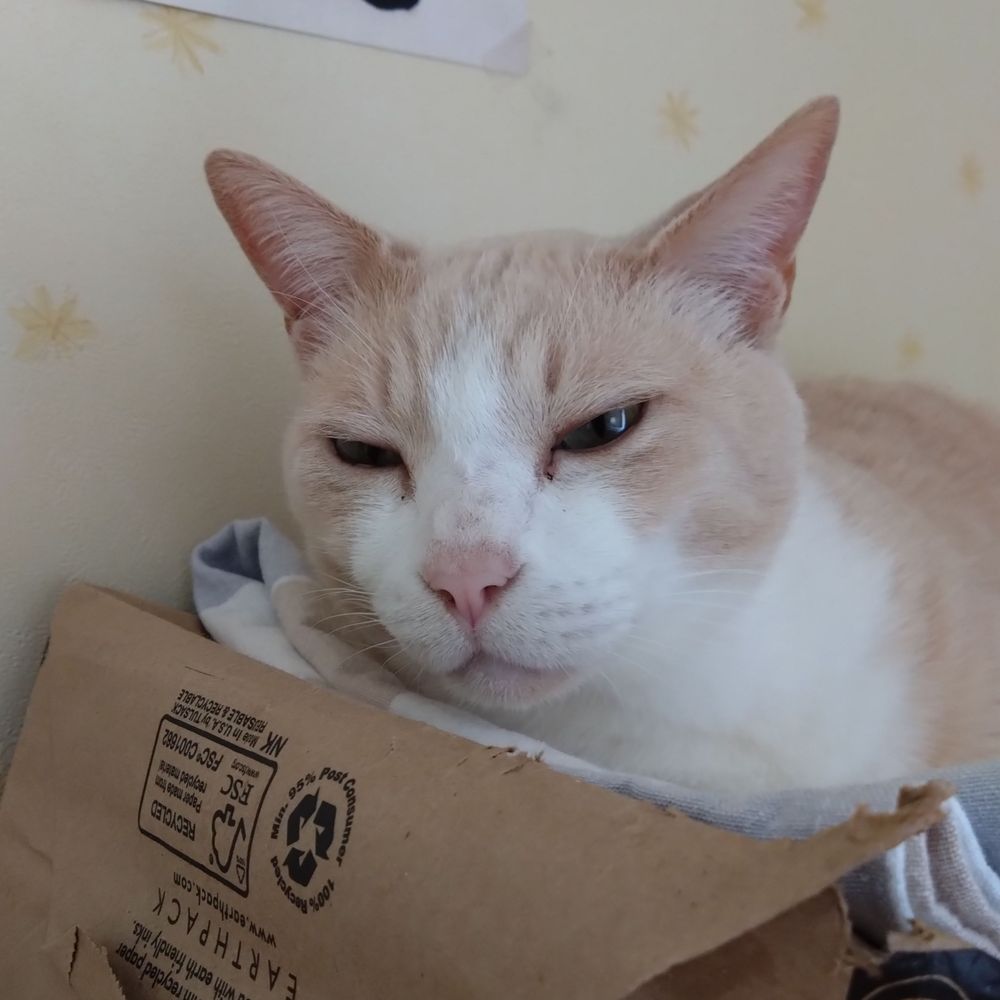 ねこだるまかものすけ