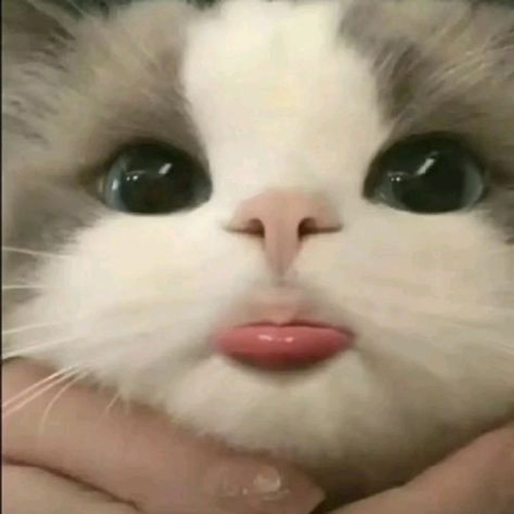 Misa