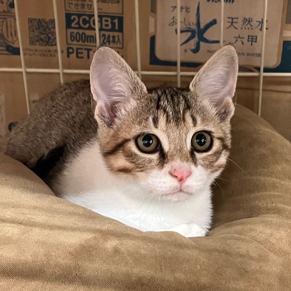 まゆ