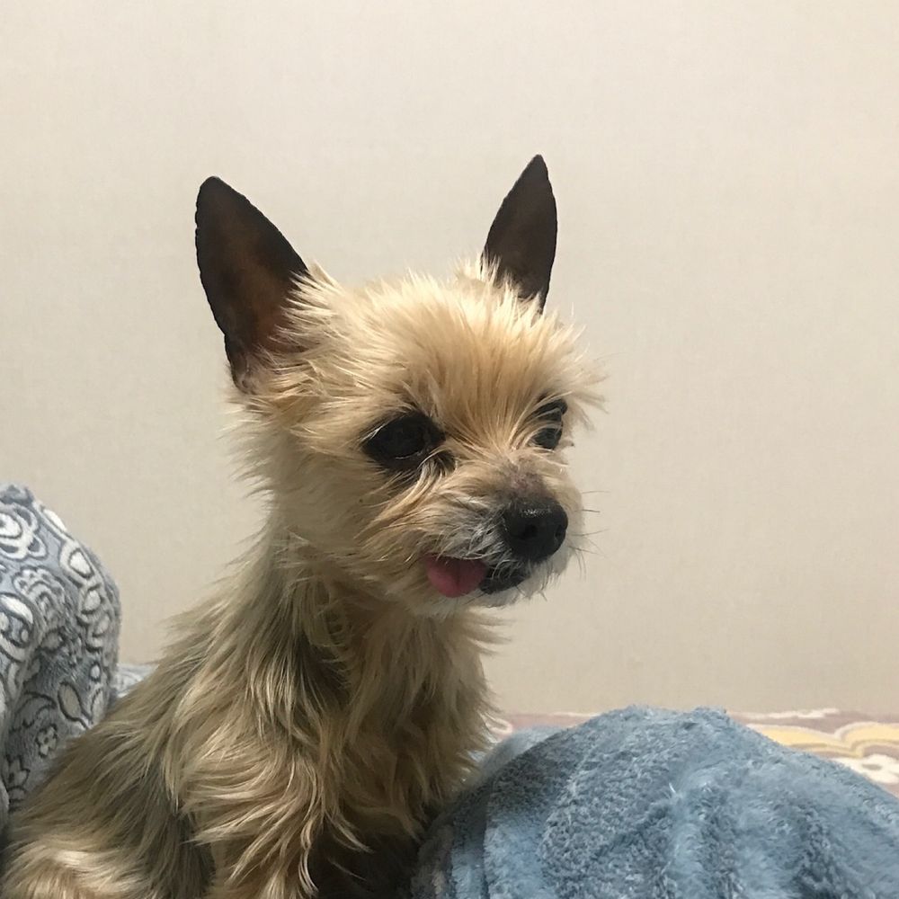 참치는참지않아