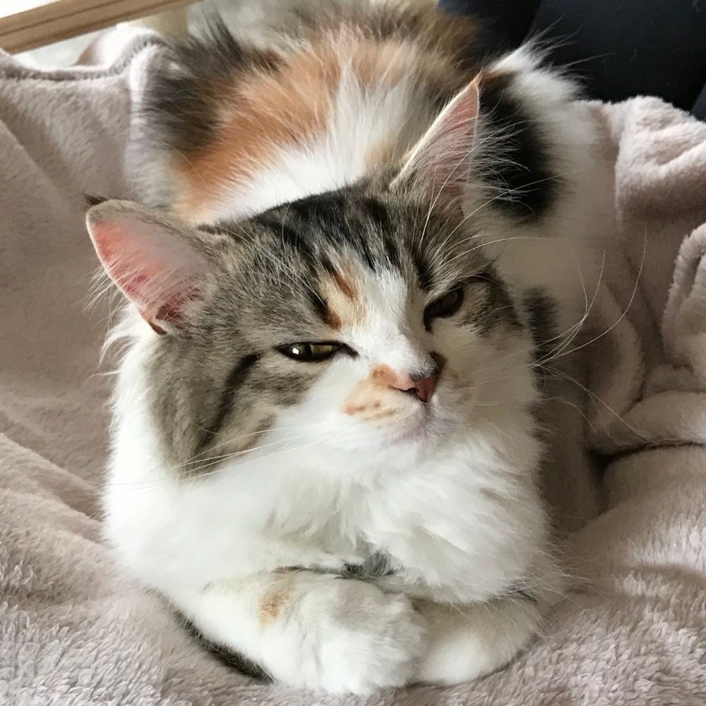 ろぼたん