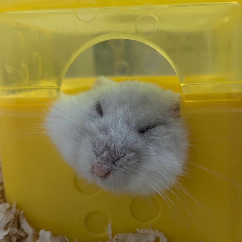 きゃと