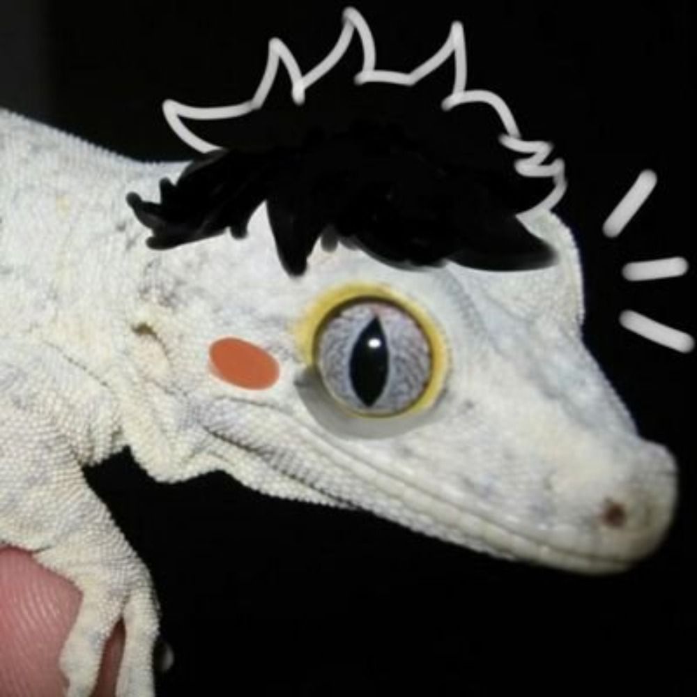 Gecko!