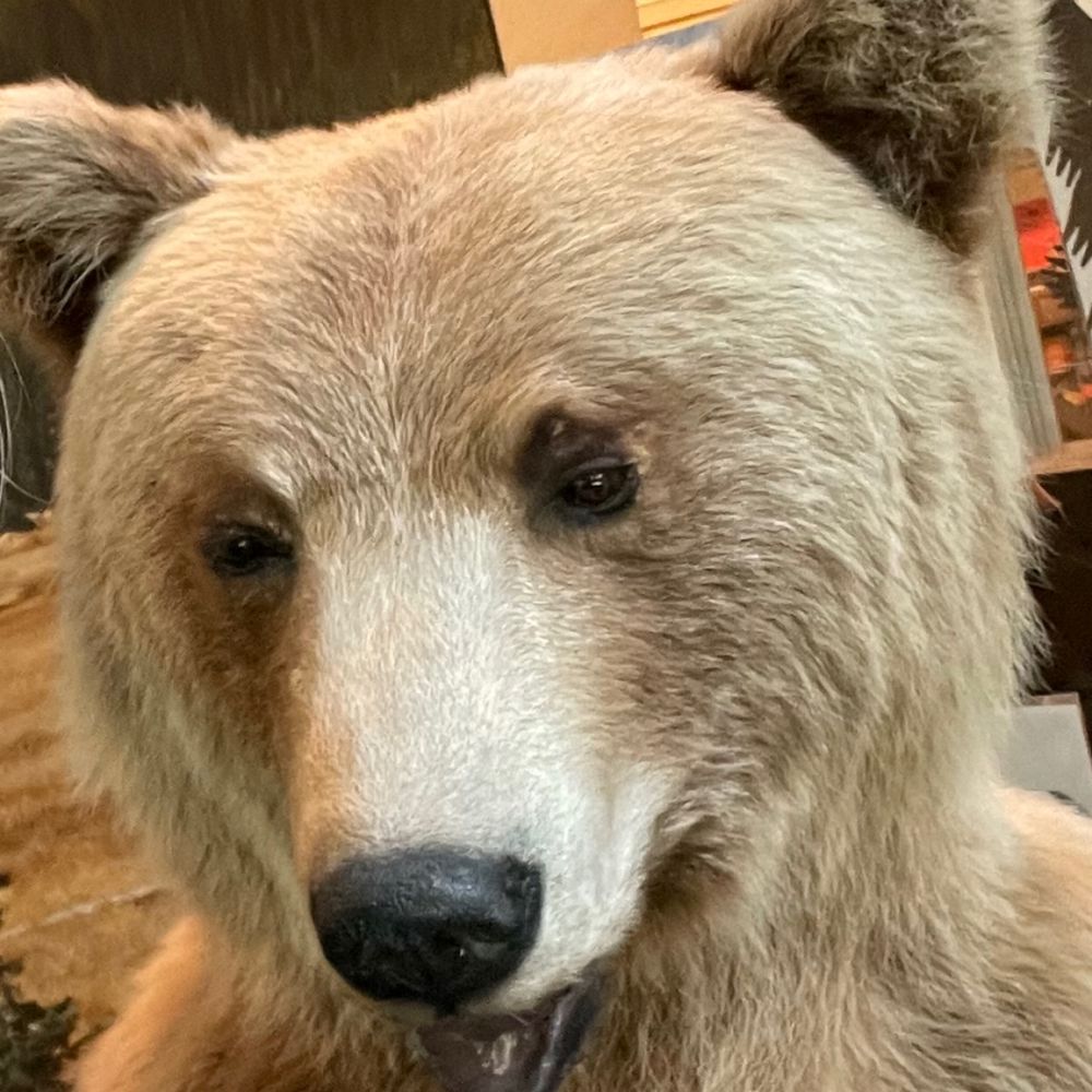 Grizzly Bear Capital