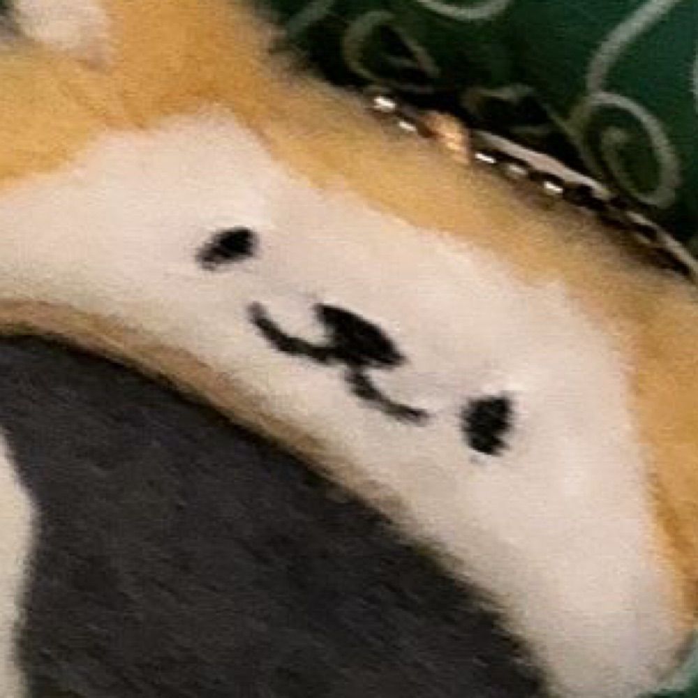 nncg