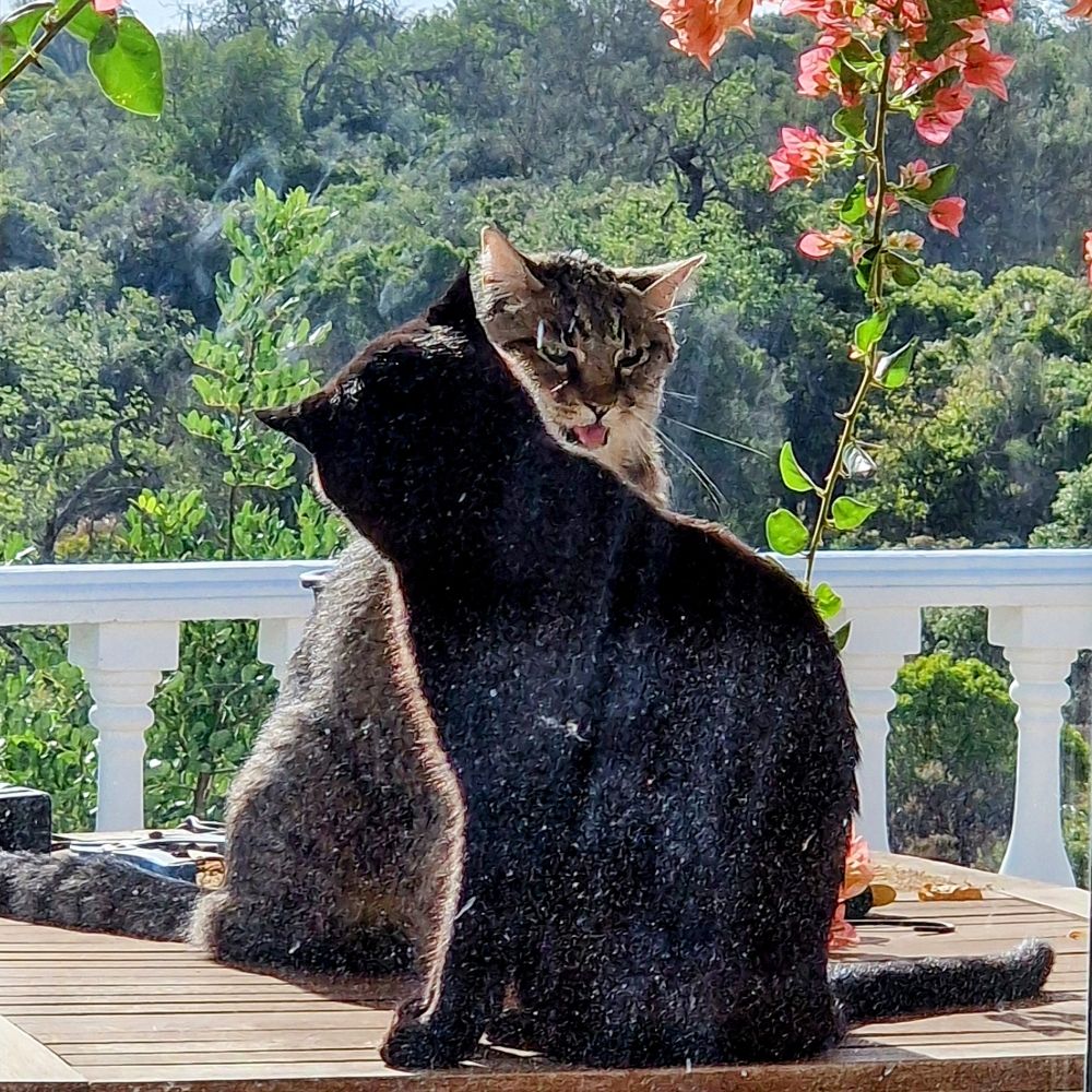 Crystal-Cat