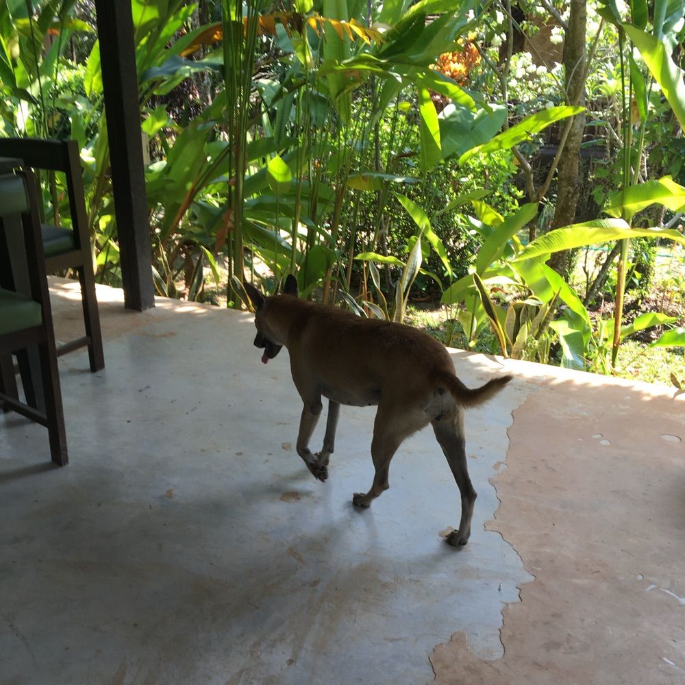 暑い国の犬