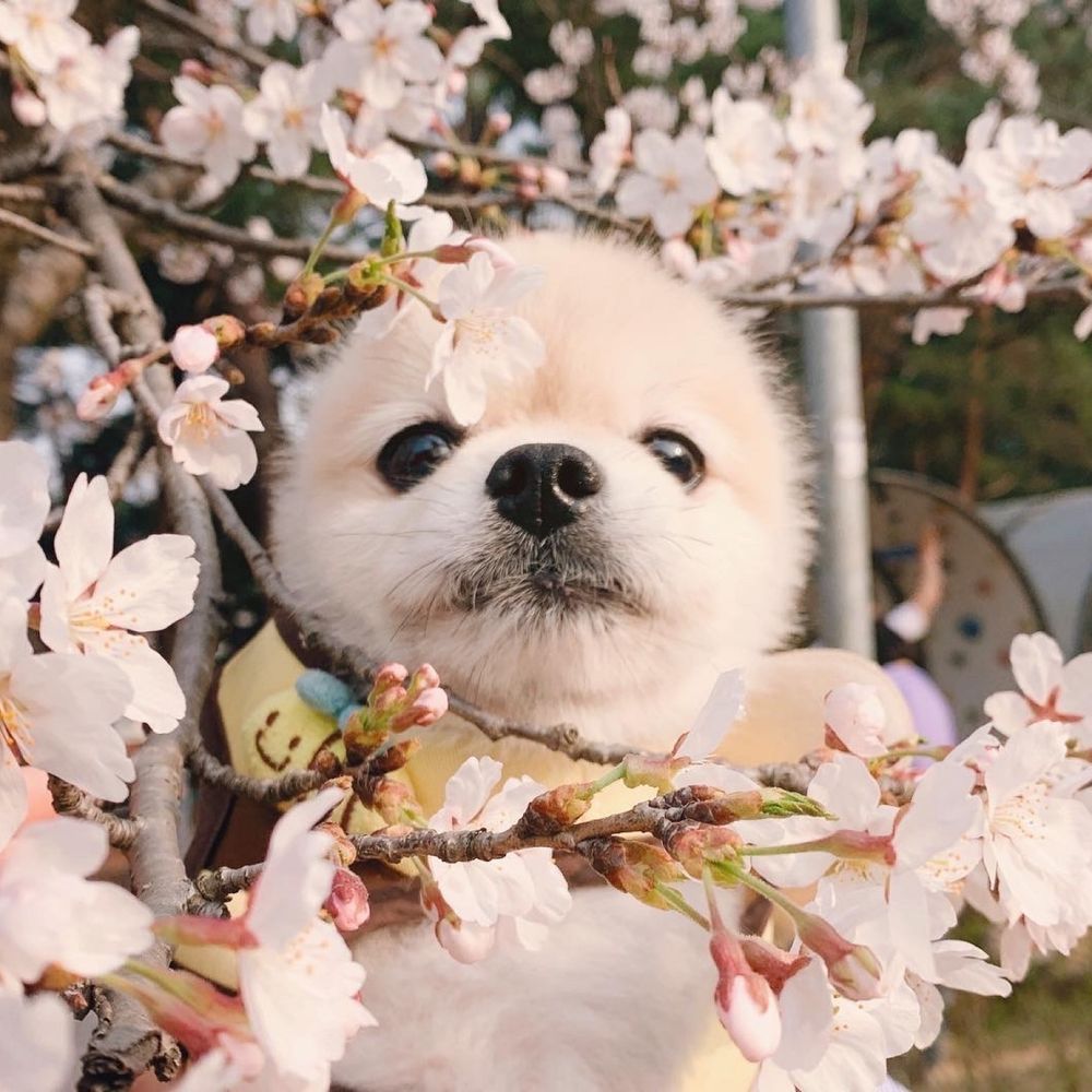 삼