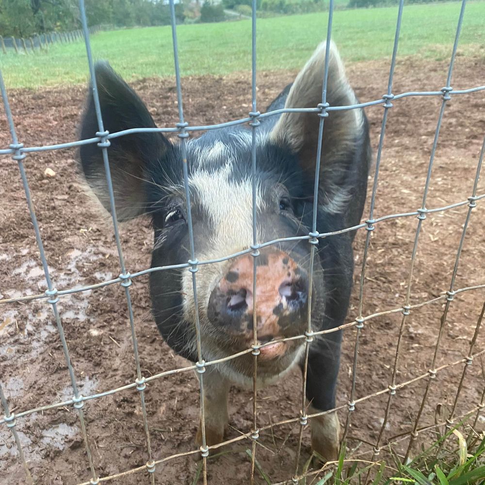Piggy