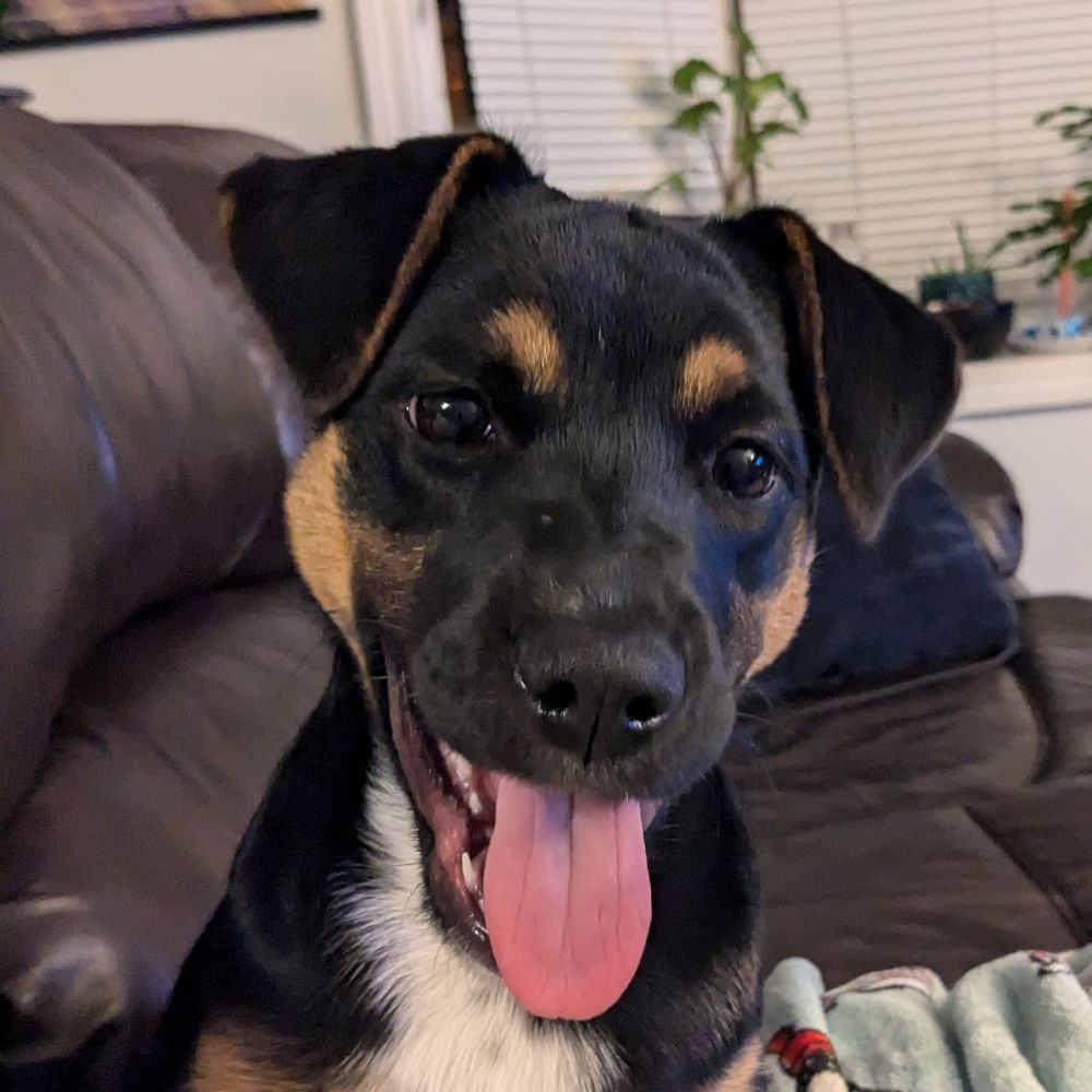 jezeedog