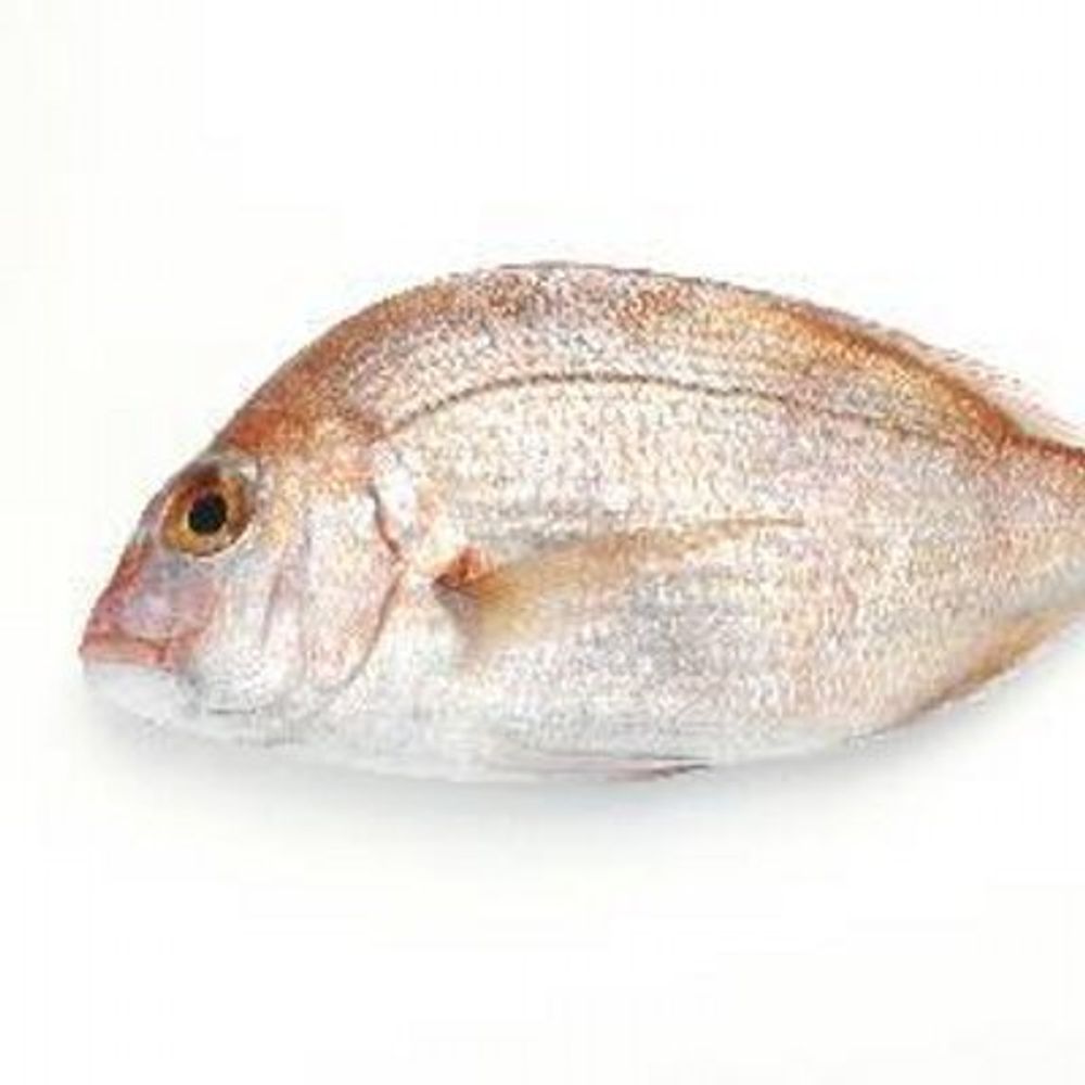 sakanaqx