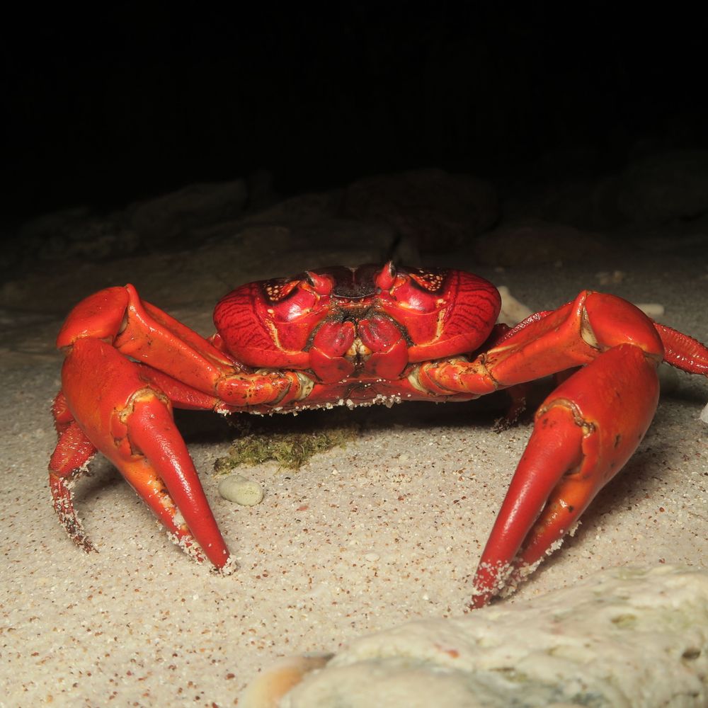 カニの散歩道Crabs' Promenade
