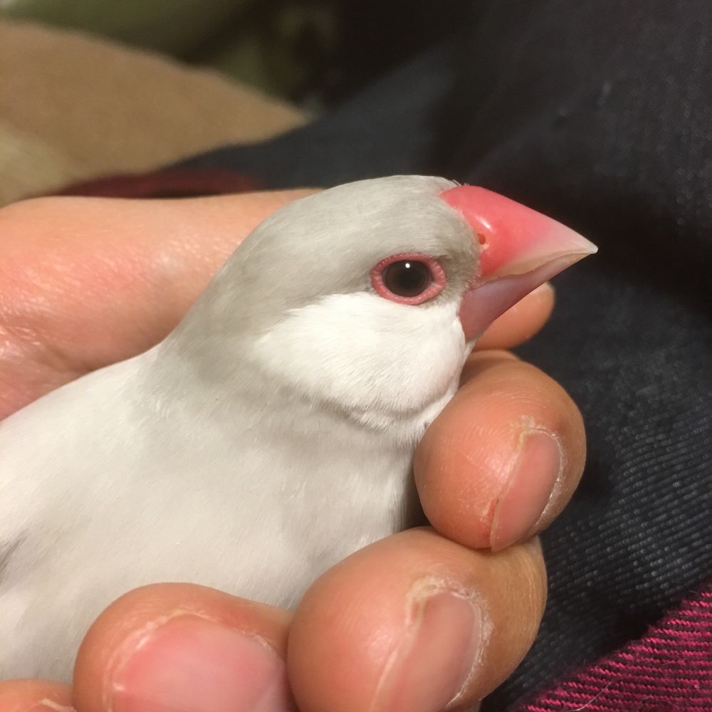 うめたろう