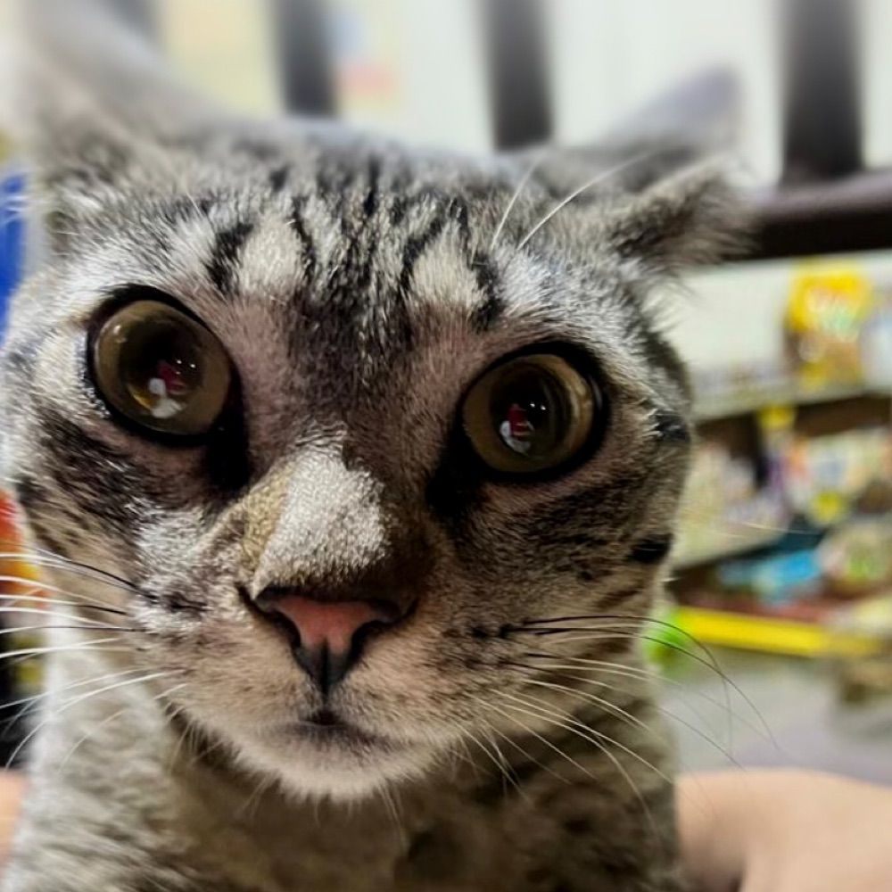 Juju