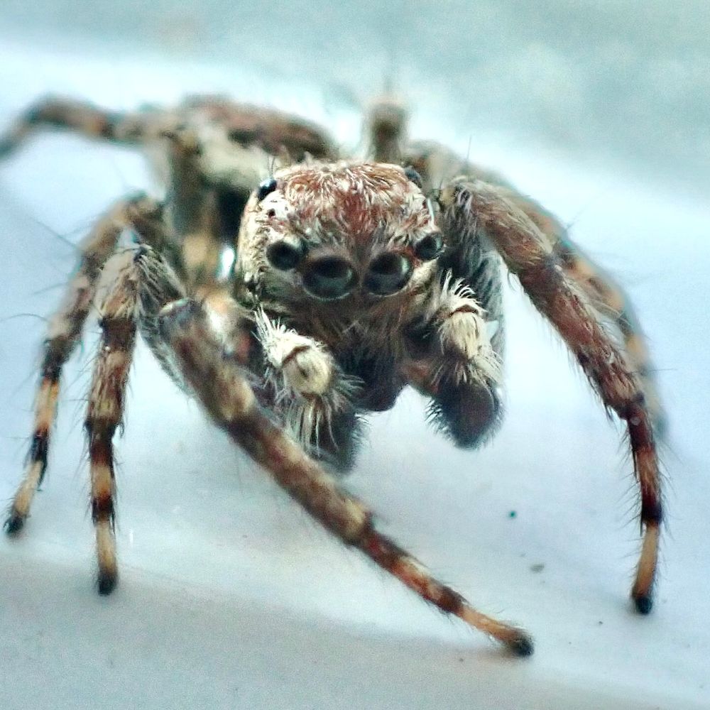 Spider Loving Oakland Grrrl