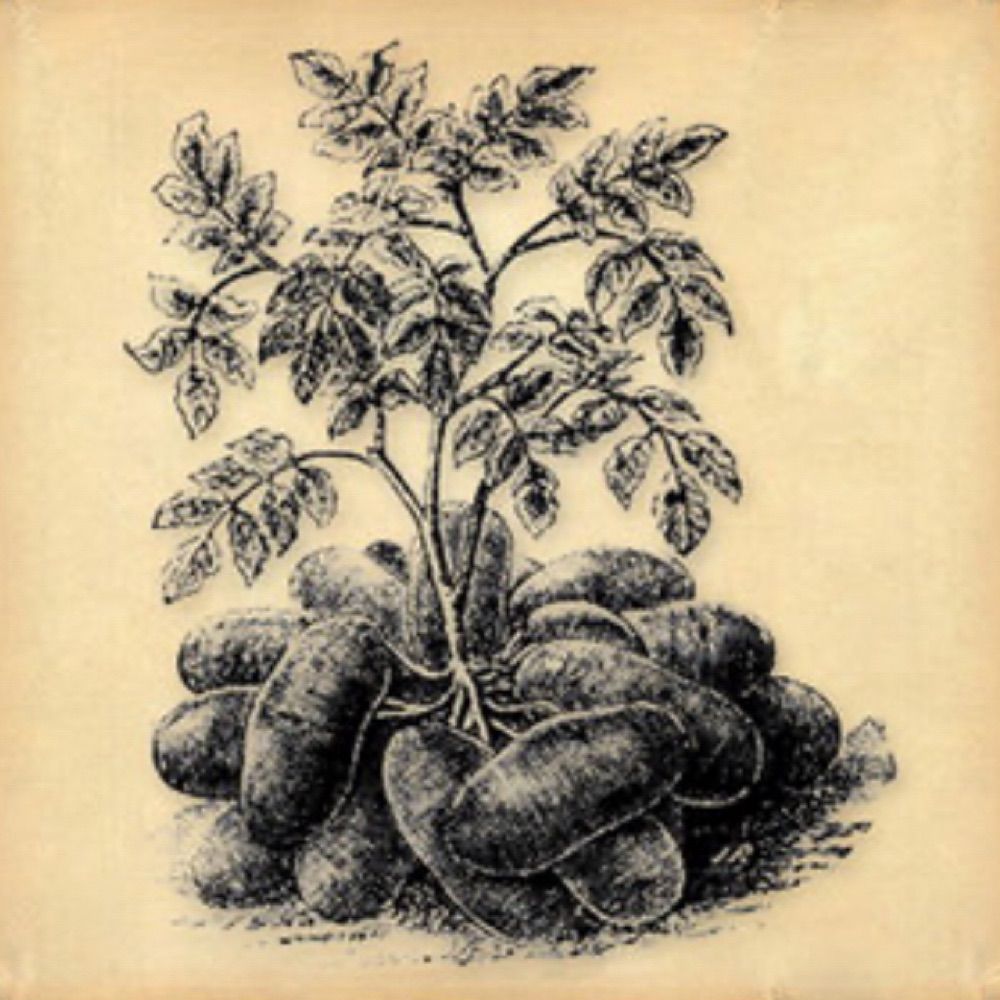 Big Potato Records