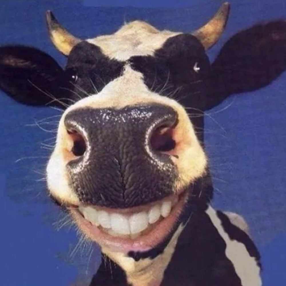 eve 🐮