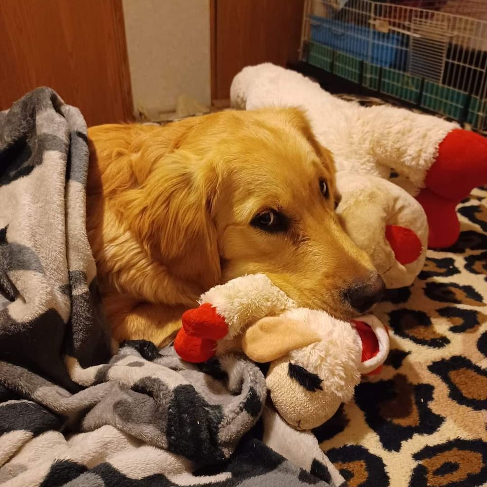 Jessie & Loki 🐕‍🦺
