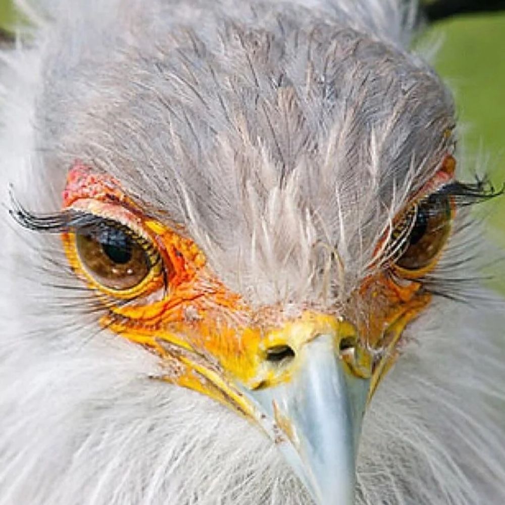 Yassified bird