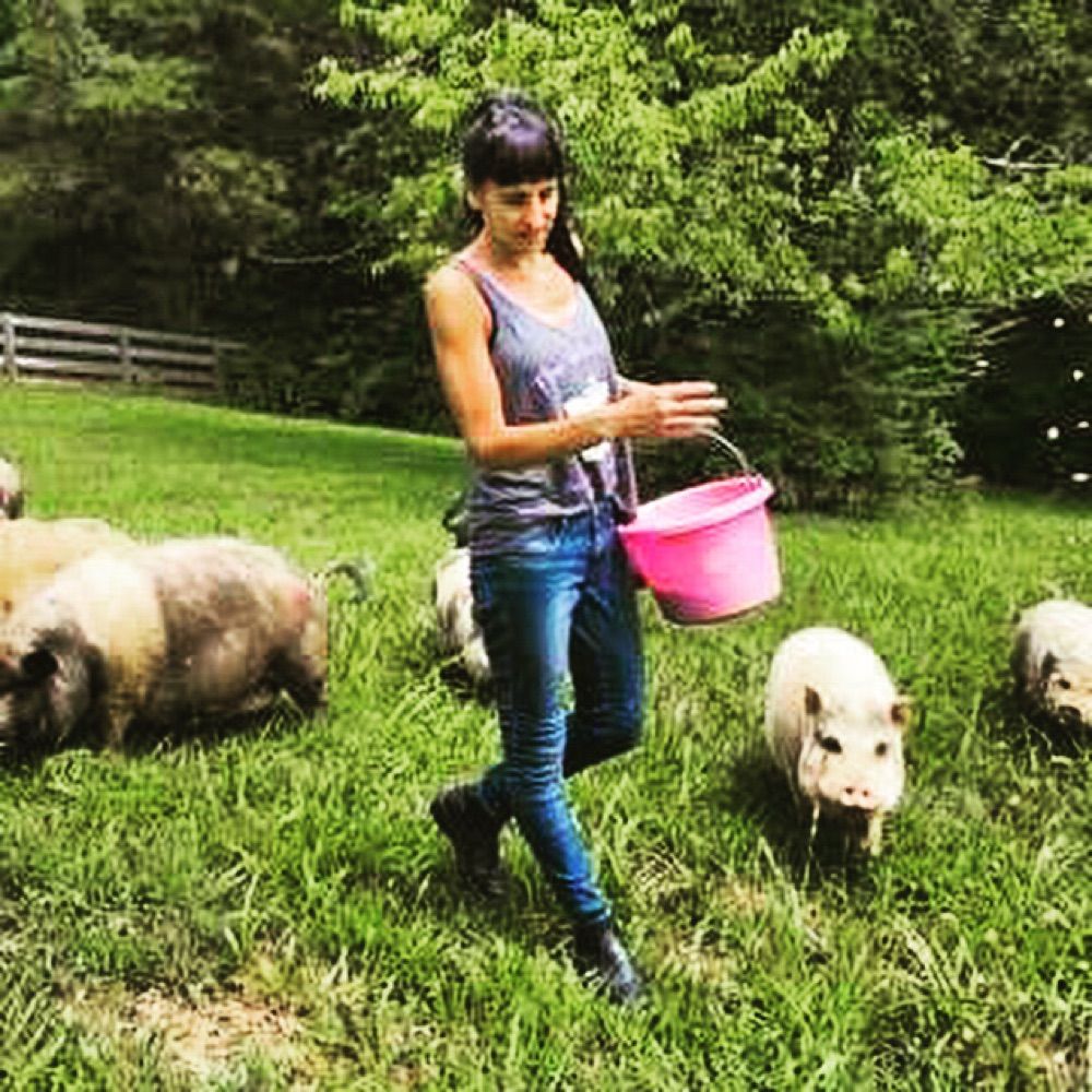 The White Pig Animal Sanctuary & The White Pig B&B