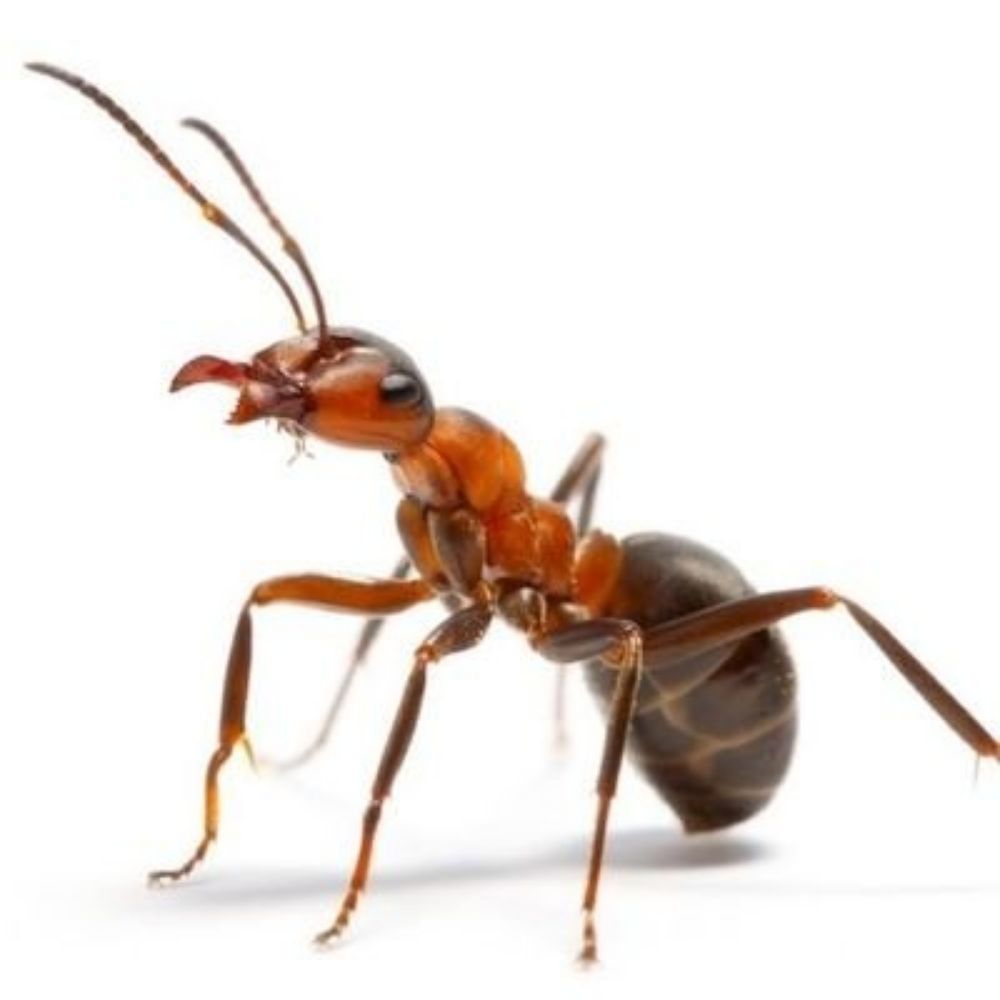 ant
