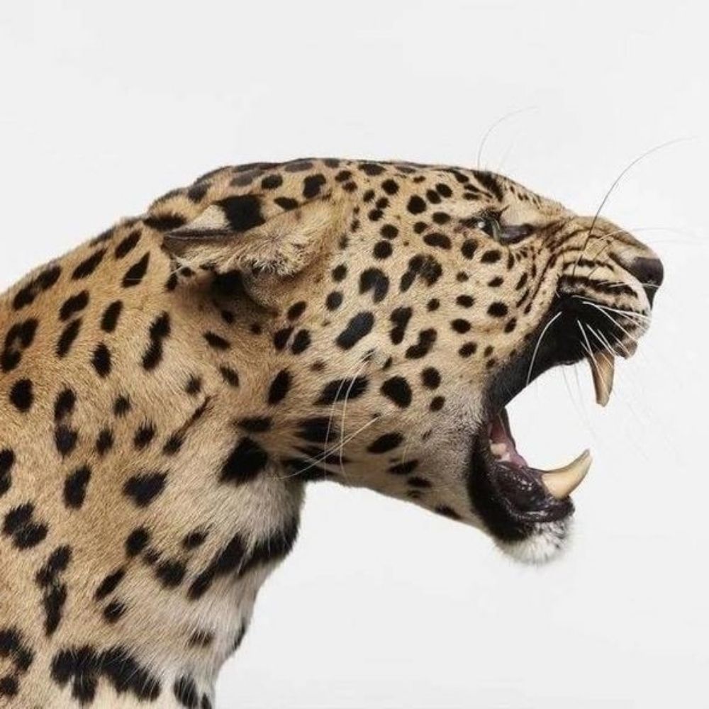 ℒ𝑫𝑹
