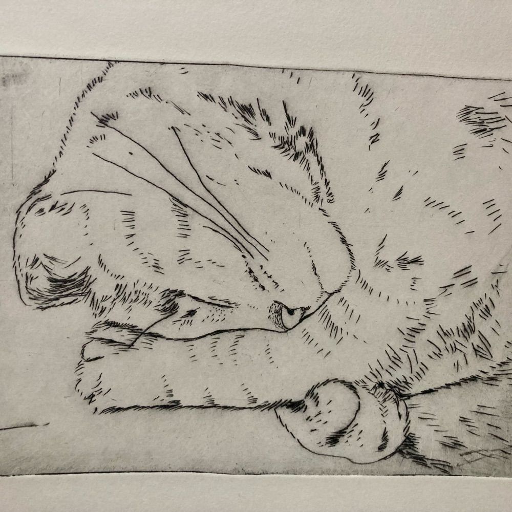 Dari Gatti