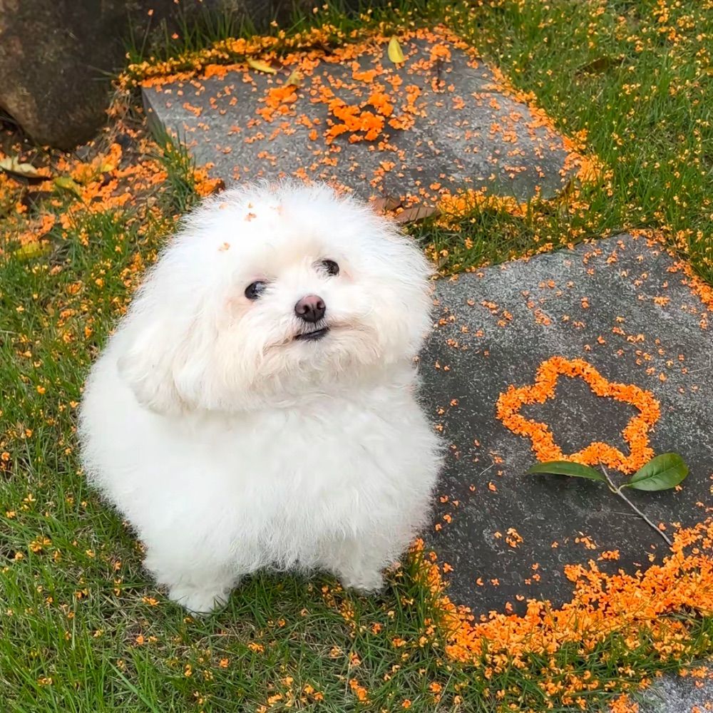 橘味迟鱼