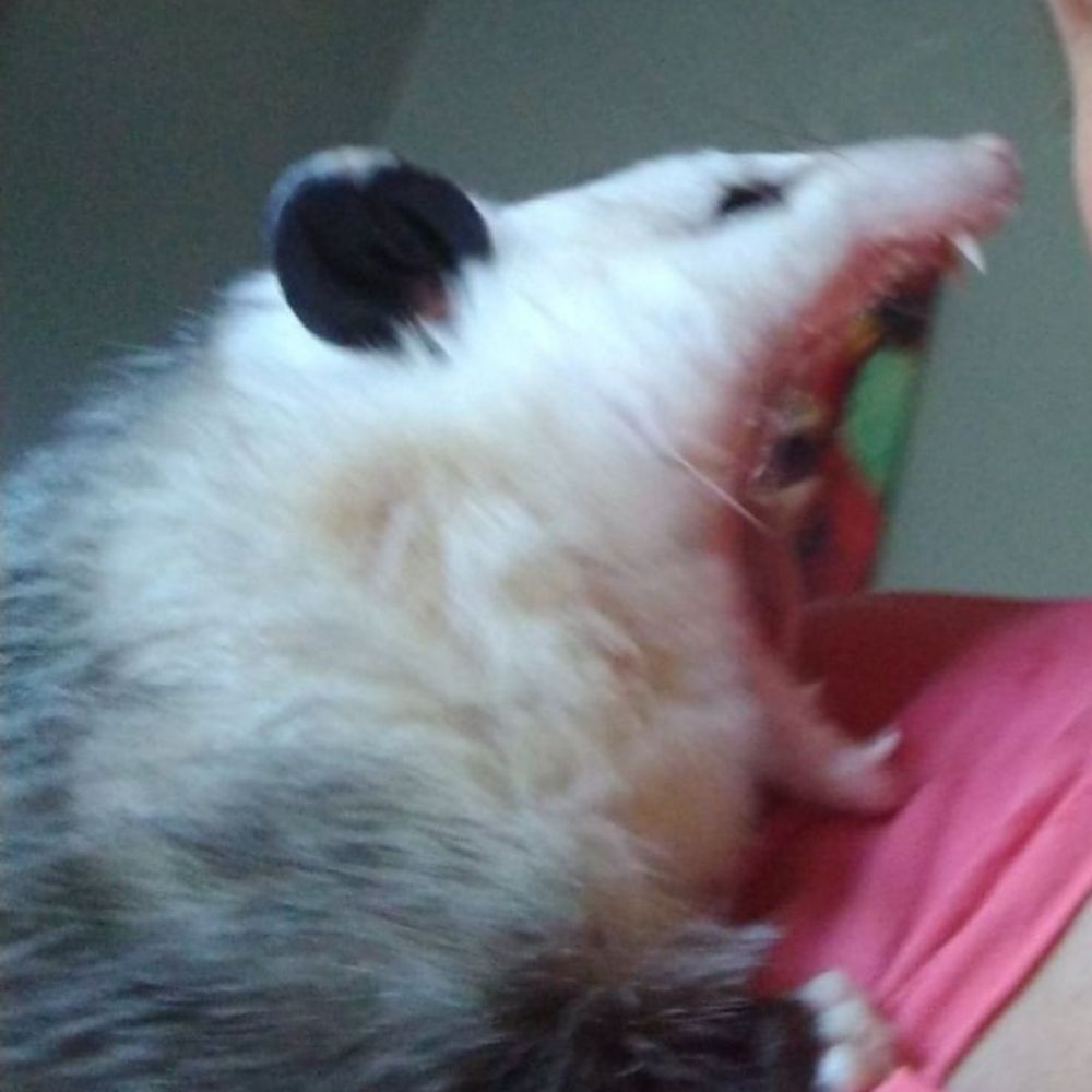 I'm Haru 