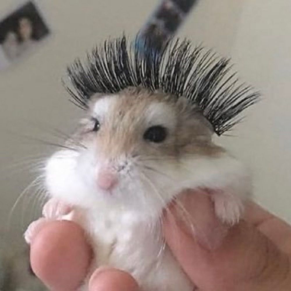 금불