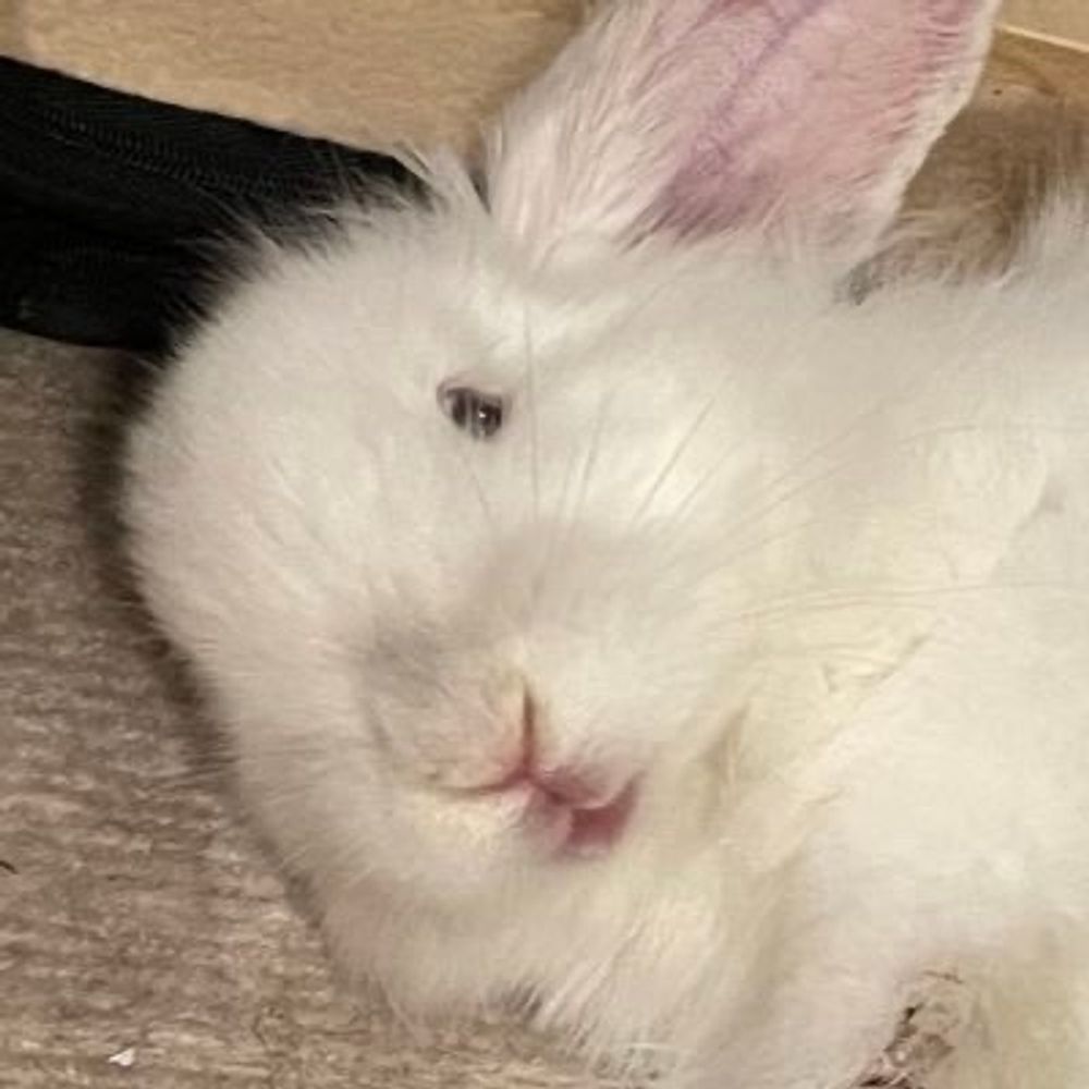 でーふく