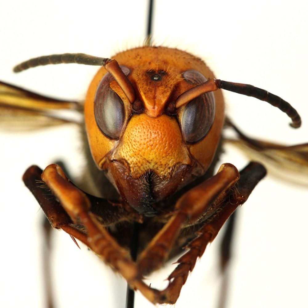 Murder Hornet's avatar